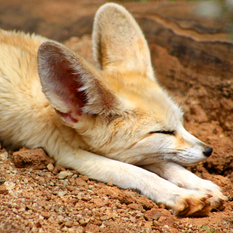 A close-up of a fennec fox layed down on an orange gravel floor. Its eyes are closed and its front legs are stretched all the way forward. Its big hears are deployed around its cute head.